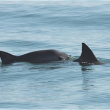 Photo of the endangered vaquita - Photo by Tom Jefferson