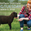 Animal Welfare Institute - Giving Tuesday 2019