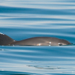 A vaquita porpoise in the ocean.