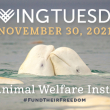 Two belugas nuzzle one another while swimming with the Giving Tuesday and AWI logos overlayed.