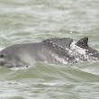 atlantic humpback dolphin - Tilen Genov, CCAHD