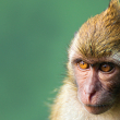 Long-tailed macaque