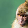 lone macaque with blurred background
