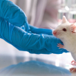 Mouse in laboratory setting crawling on gloved hand