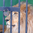 A lion behind a padlocked metal cage.