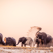 African elephants - photo by Javier Hueso