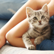 kitten being cuddled by child