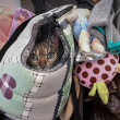 A cat with green eyes peers out of a mesh travel carrier.