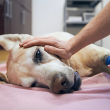 Injured dog with a person touching the dog's head