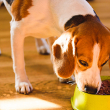 A beagle eats dog food out of a yellow bowl.