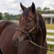 A brown horse with a brown halter stands in a grassy paddock.