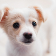 A closeup of a white and tan puppy with a black nose and eyes.