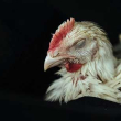 a rescued chicken in poor condition