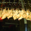 Chickens shackled by their feet, awaiting slaughter