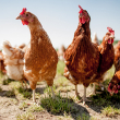 Chickens in a field on a sunny day.