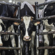 Dairy cows look out from behind a gate.