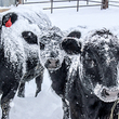 Cows in a snowstorm.