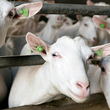 White goats look out from behind a metal barrier.