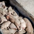 Bodies of deceased pigs lie piled in a dumpster