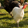 Turkeys walking on grass in the sun