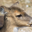 Deer photo by Rich Schieren