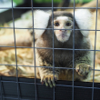 Marmoset