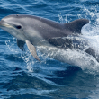 A bottlenose dolphin jumps out of the ocean.