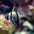 Banggai cardinalfish