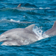 Bottlenose dolphins.