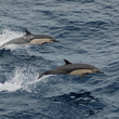 Short-beaked common dolphins.