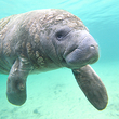 A manatee