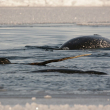 A pod of narwhal swim in icy waters.
