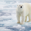Polar bear on broken sea ice