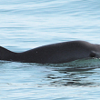 A vaquita swimming.