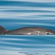 A vaquita porpoise in the ocean.