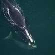 A right whale and her calf.