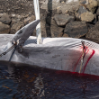 Two inaccurately fired harpoons into a pregnant female fin whale. 