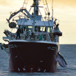 A Norwegian whaling vessel out at sea.