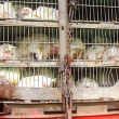 Turkeys in crowded cages in the back of a transport truck.