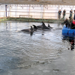 Photo of Orca Calves in Russia - Photo by Free Russian Orcas