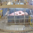 Pigs being positioned for loading into a CO2 gas system gondola at Smithfield Foods slaughter plant.