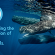 Sperm whales swim underwater. The MMPA50 logo is on the left above text that reads "Advancing the protection of marine mammals #MMPA50".