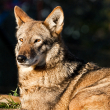 A red wolf lays in the sun, looking out into the distance.