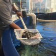 A man holds up totoaba in a net, inside the EOF facility in 2019.