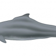 Illustration of an Atlantic humpback dolphin by Uko Gorter