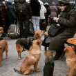 A woman feeds stray dogs while people queue in the background.