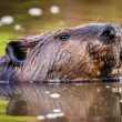 A beaver swimming.