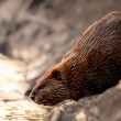 A brown beaver stands by the water's edge with wet fur.