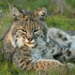 A bobcat lies in green grass.