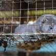 A farmed mink lies in a metal cage